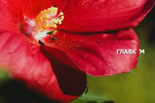 Спека до 31° та висока пожежна небезпека: прогноз на 11 серпня