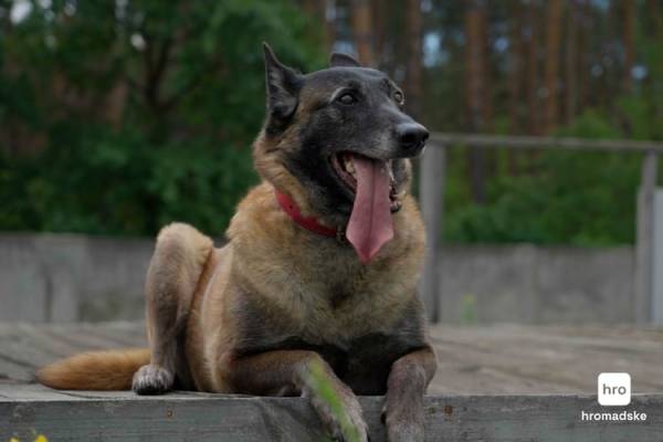 Собаки-рятівники: як четверолапі шукають постраждалих під завалами