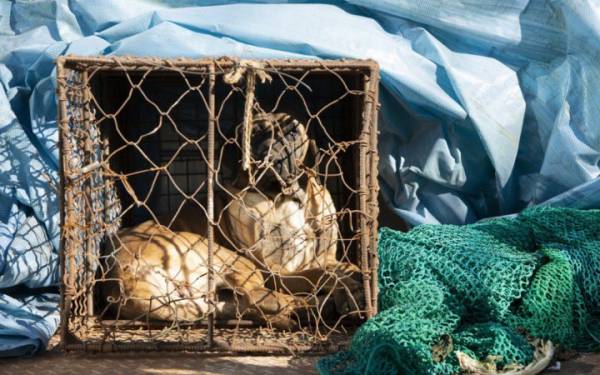 Південна Корея прощається з “бокналом” на тлі заборони собачого м’яса