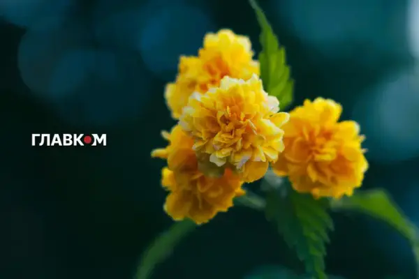 Прогноз погоди на 16 серпня: Україну накриє спека до +32°