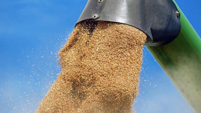 Ранні зернові та зернобобові в Україні зібрано на 98% площ, розпочалося збирання соняшнику