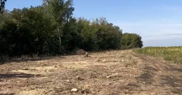 На Харківщині виявили незаконну вирубку півтисячі дерев