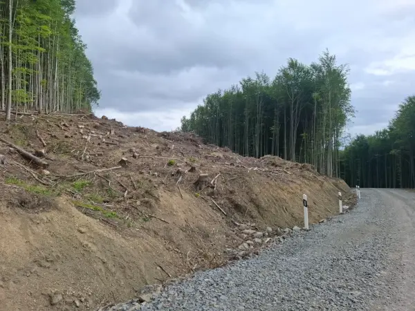 Вирубка лісу&nbsp;під ЛЕП на полонину Руну