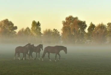 https://images.unian.net/photos/2026_08/thumb_files/370_250_1788198491-4026.jpg